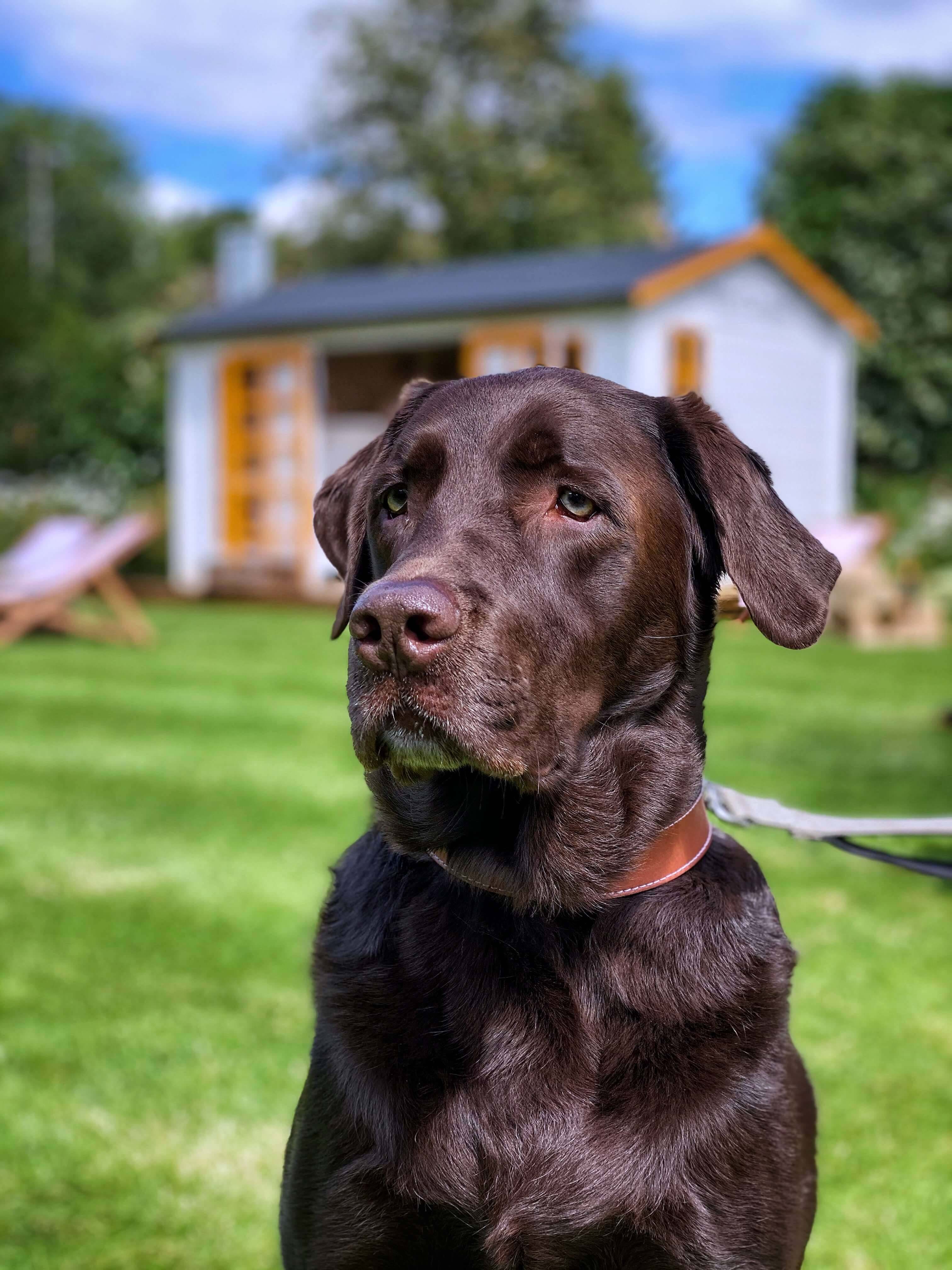 dog friendly hotels broadway cotswolds