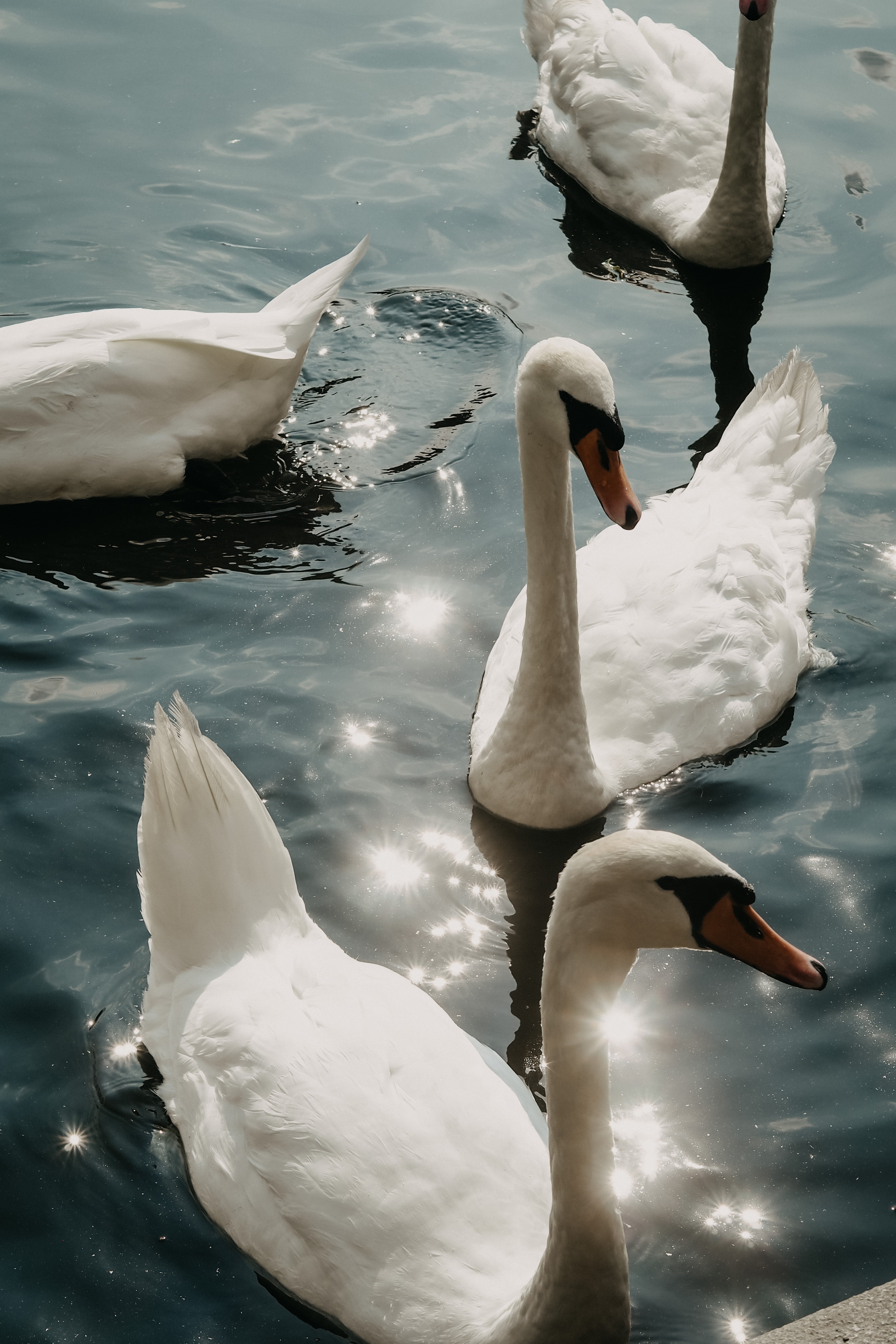 Swans swimming on sparkling water