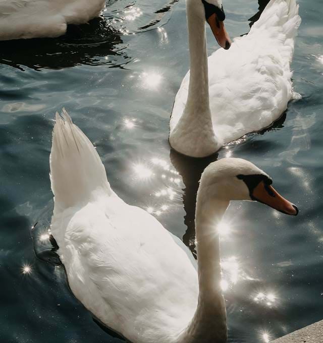 Swans swimming on sparkling water