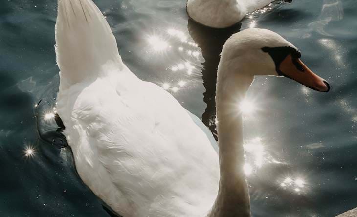 Swans swimming on sparkling water
