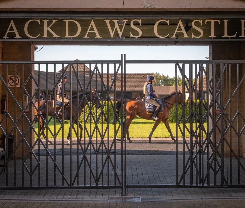 Horses walking past gated entrance at Jackdaws Castle