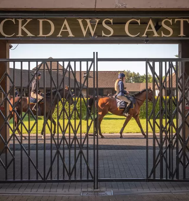 Horses walking past gated entrance at Jackdaws Castle