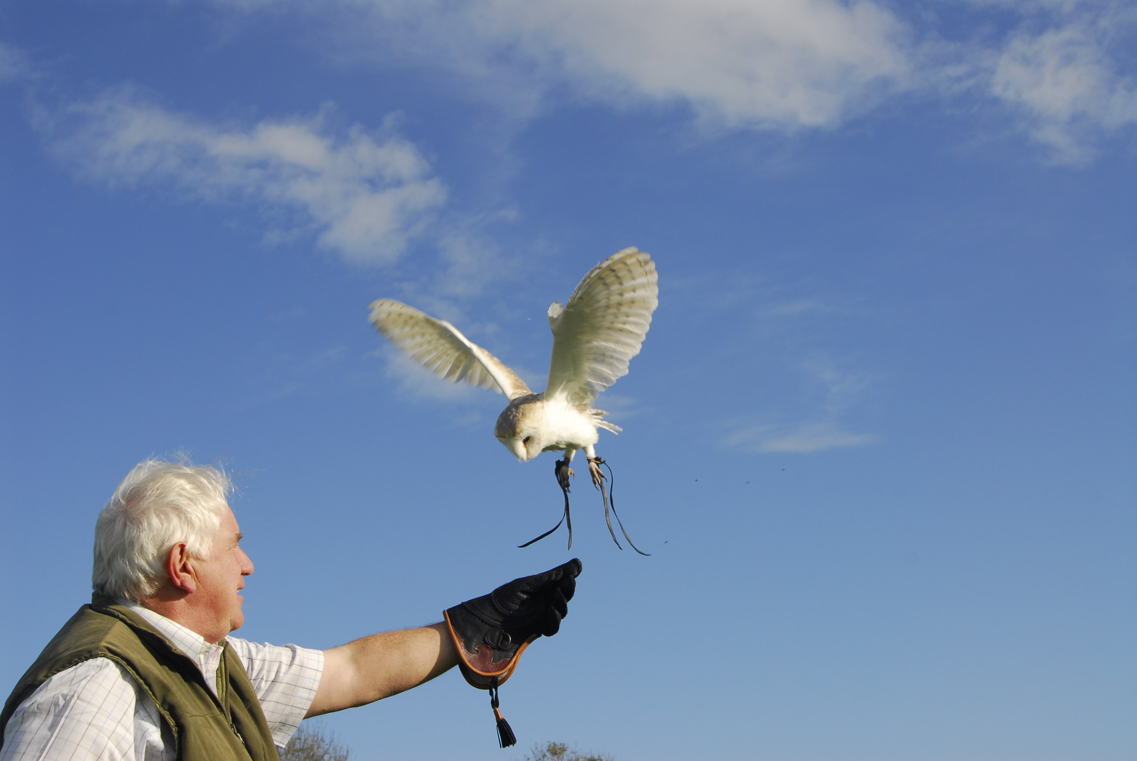 Falconer releasing a barn owl
