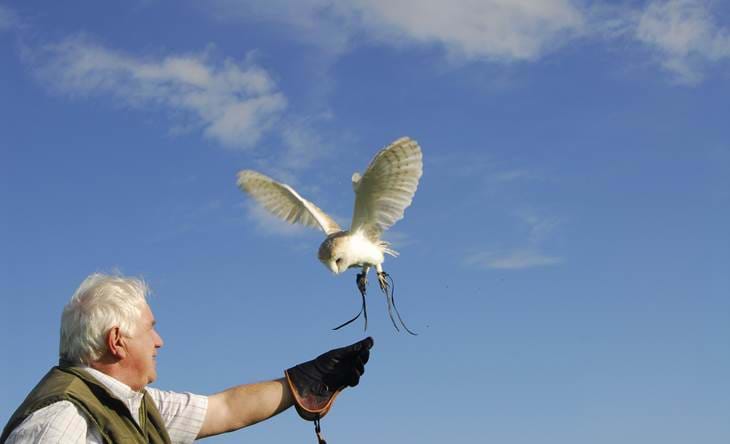Falconer releasing a barn owl