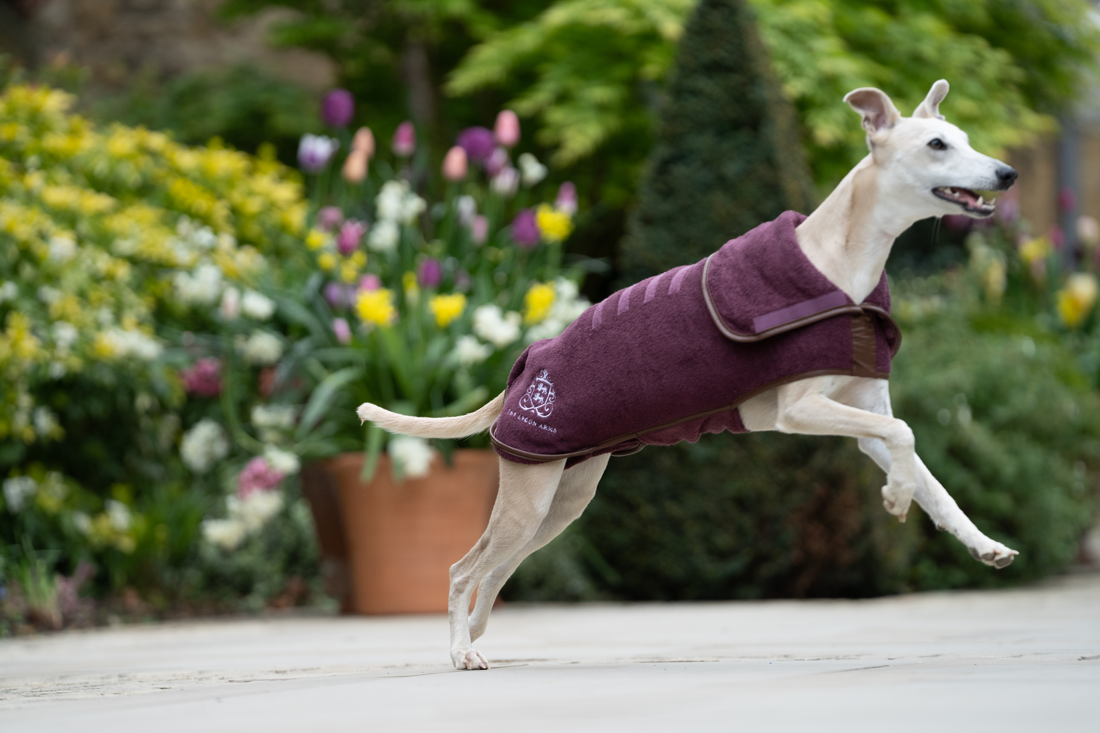 Dog friendly hotels Cotswolds