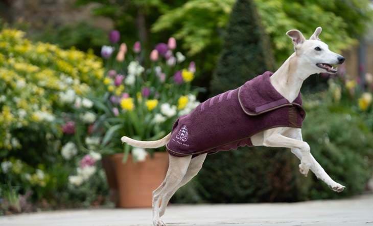 Dog friendly hotels Cotswolds