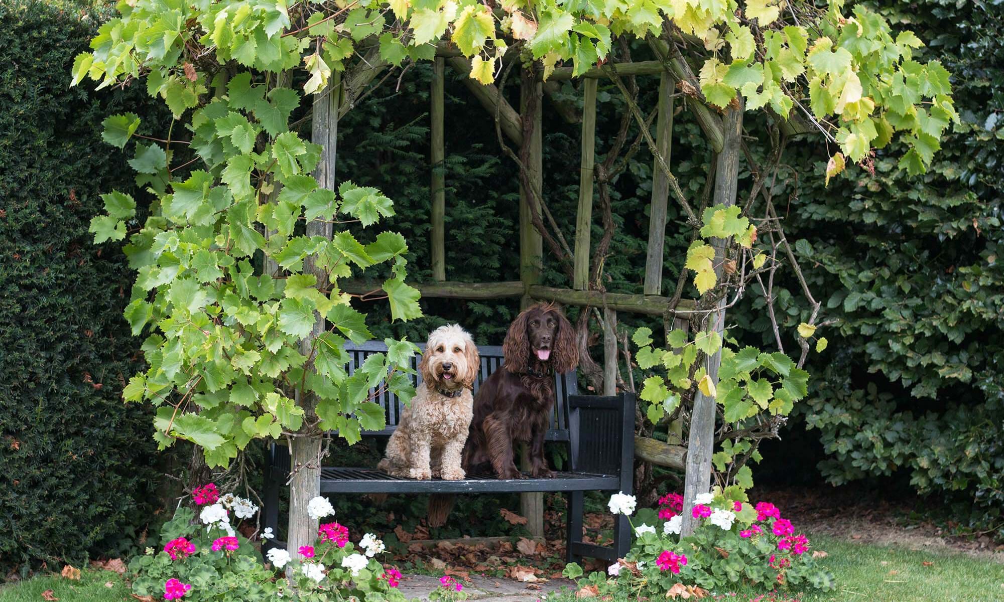 Dogs at the outdoor seating area at the hotel