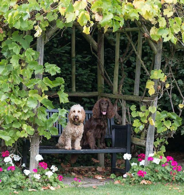 Dogs at the outdoor seating area at the hotel